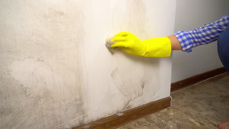 Best Asbestos and Lead Testing During Mold Inspection  in Southport, NC