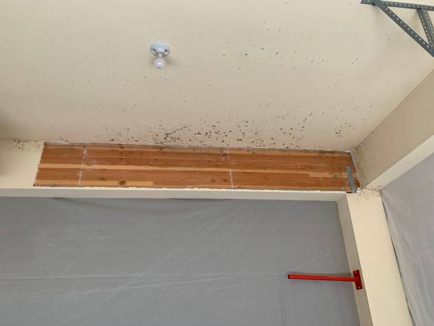 Trusted Southport, NC Mold Removal Experts