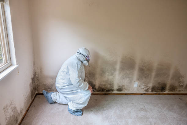 Environmental Consulting for Mold Prevention in Southport, NC